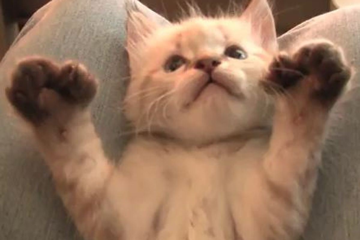 Catcher's Mitts Kitten