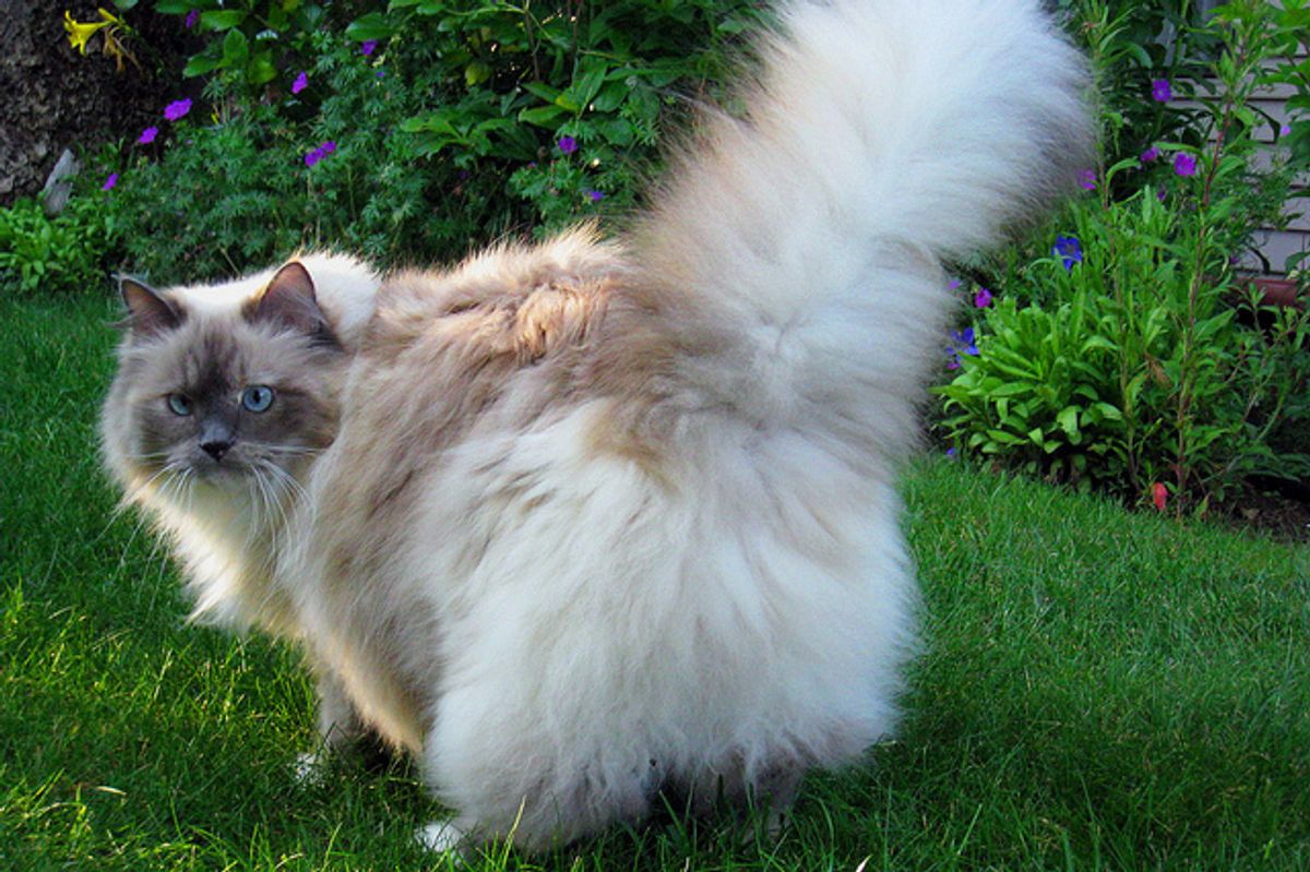 Story of Lacey the Fluffy Rescue