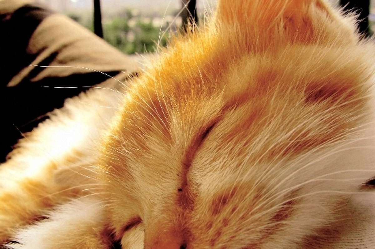 Little Cat's Rescue Story