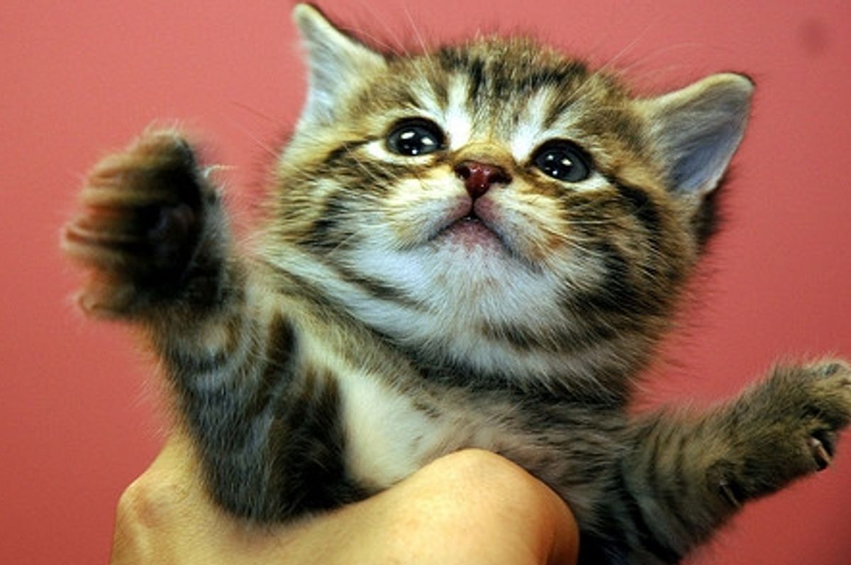 Little Larry the Tabby