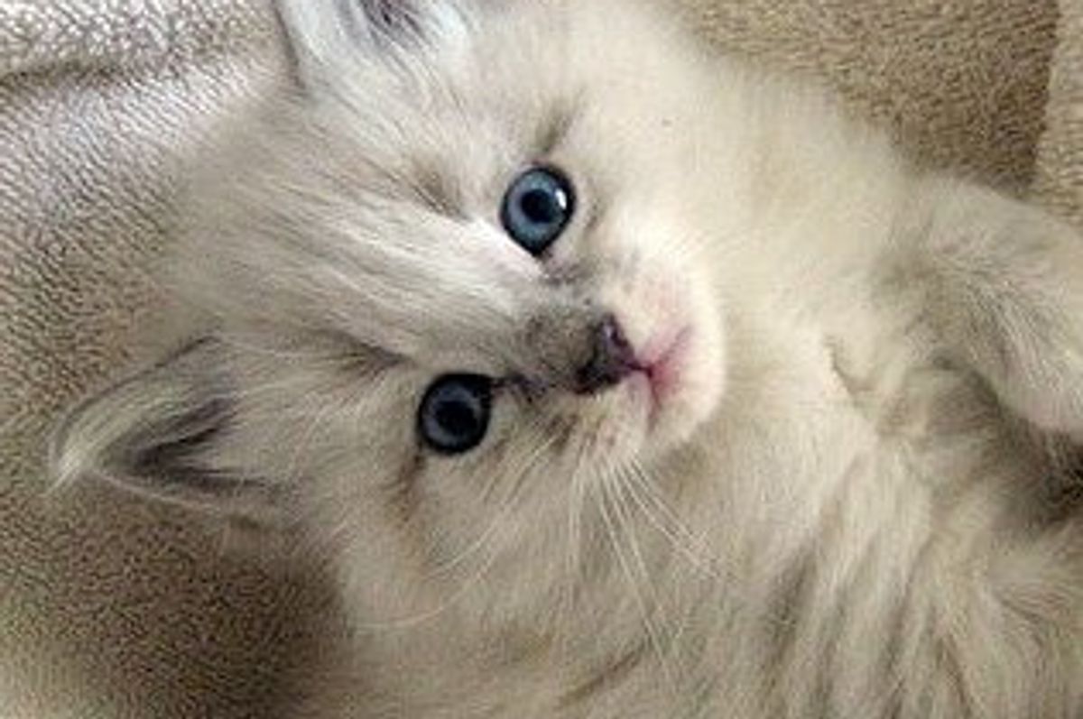 Momo the Kitty with a Big Purrsonality