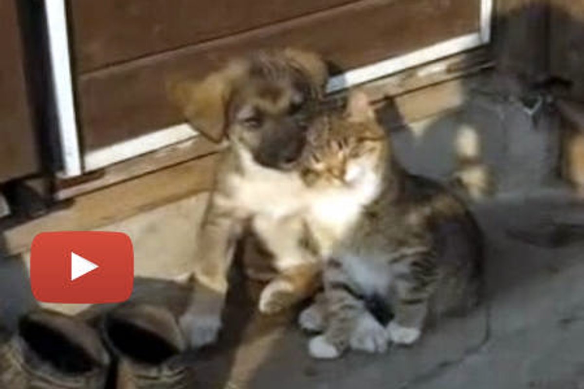 Cat And Dog... Best Friends Forever!