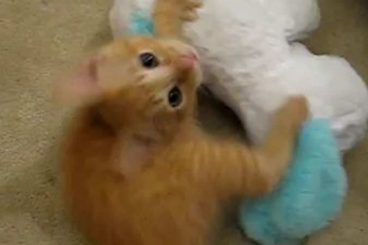 Feisty Ginger Foster