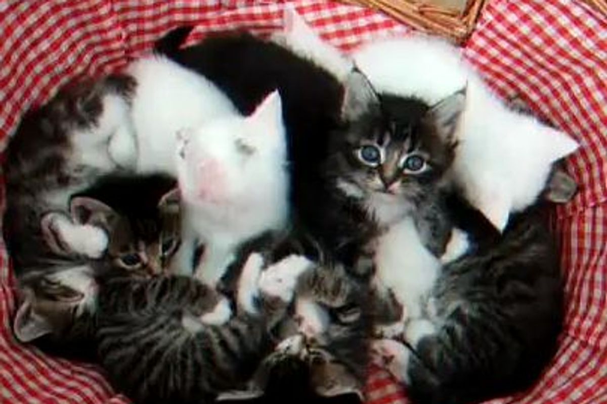 Many Many Fuzz Balls