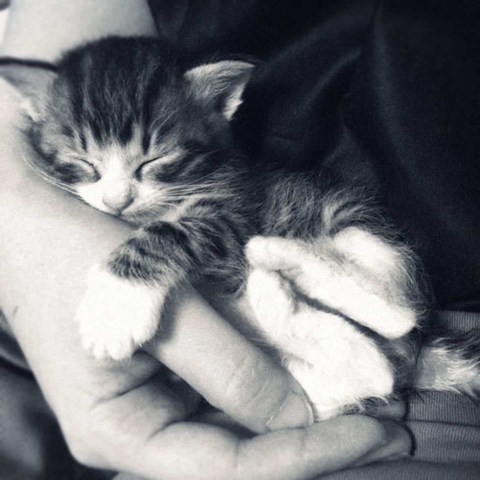Sicca and Her New Forever Home