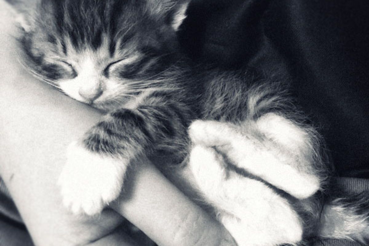 Sicca and Her New Forever Home