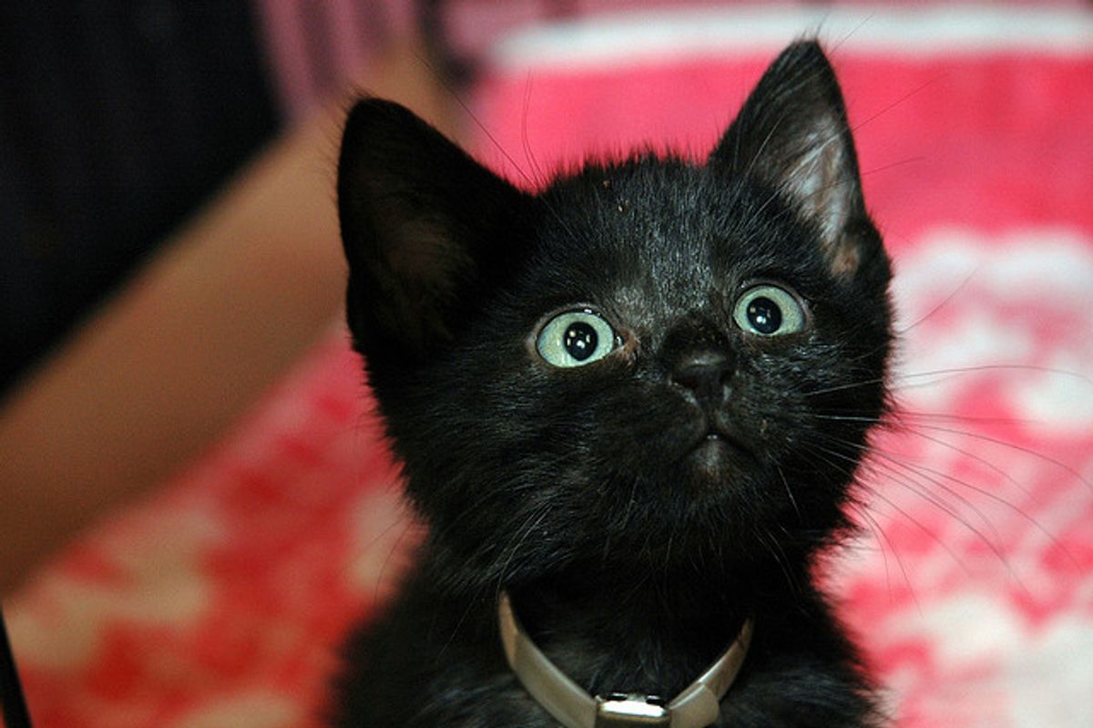 Kitteh Says "Noms Plz!"