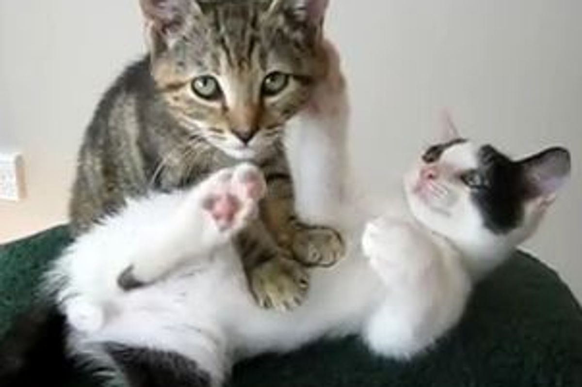 Kitten Massage Therapy