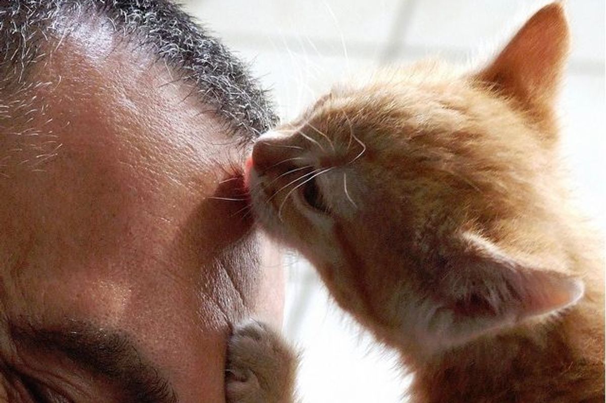 Rescued Kitten Ginger, the Little Rascal