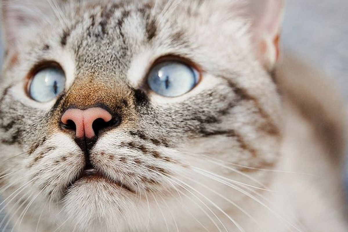 Story of Niko the Rescue