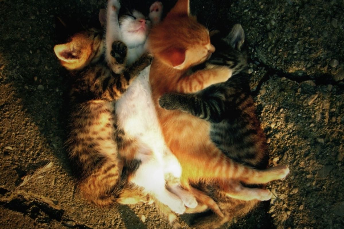 Sleepy and Snuggly Kittens