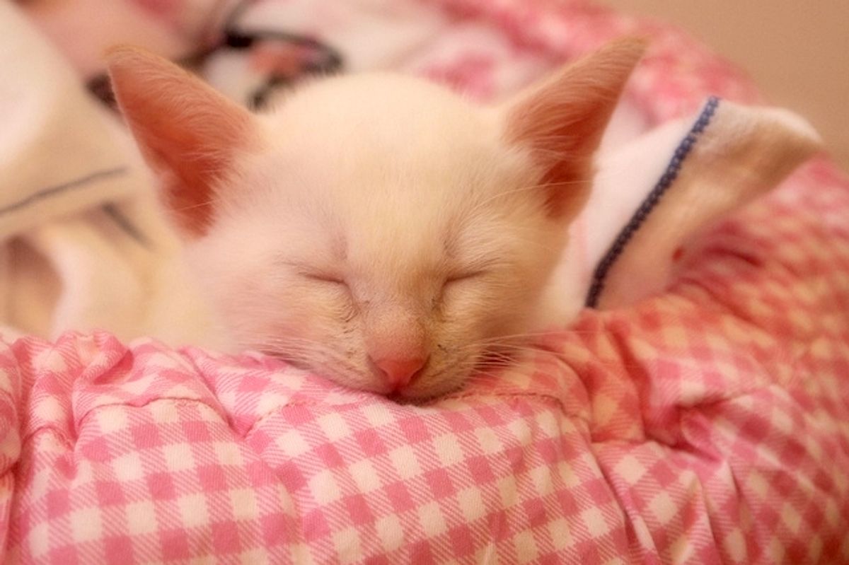 Coco the Rescue Got a Second Chance at Life