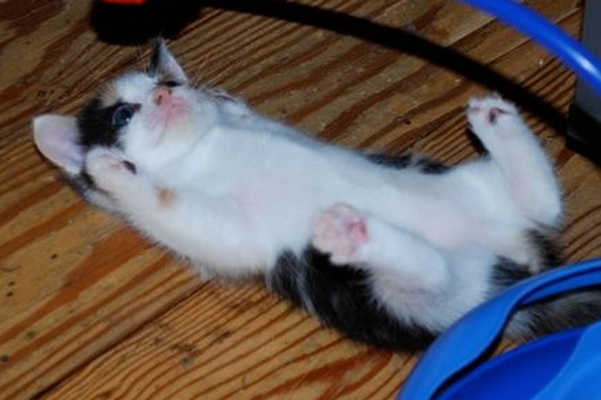 Foster Story of a Cat Mama and 5 Fuzzballs