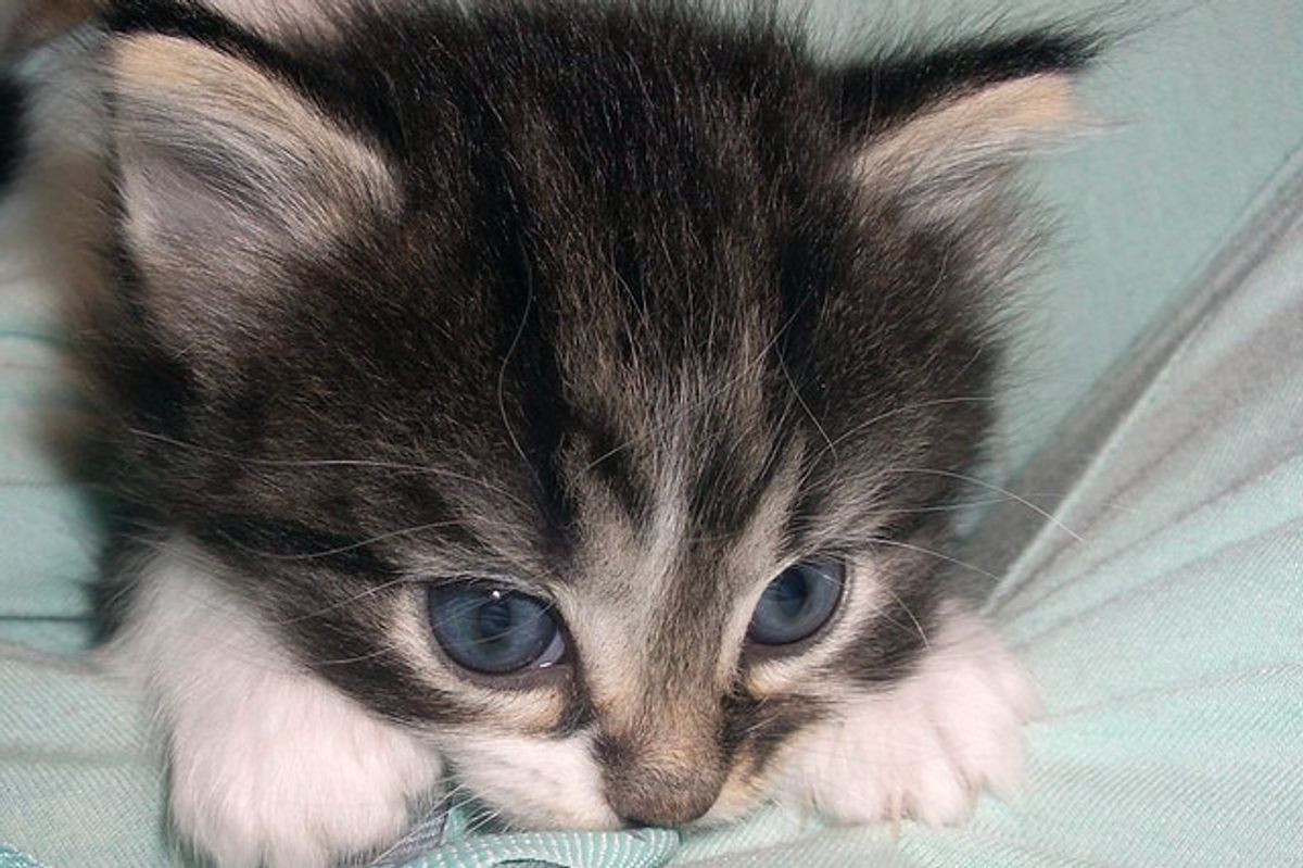Three Frisky Foster Kittens
