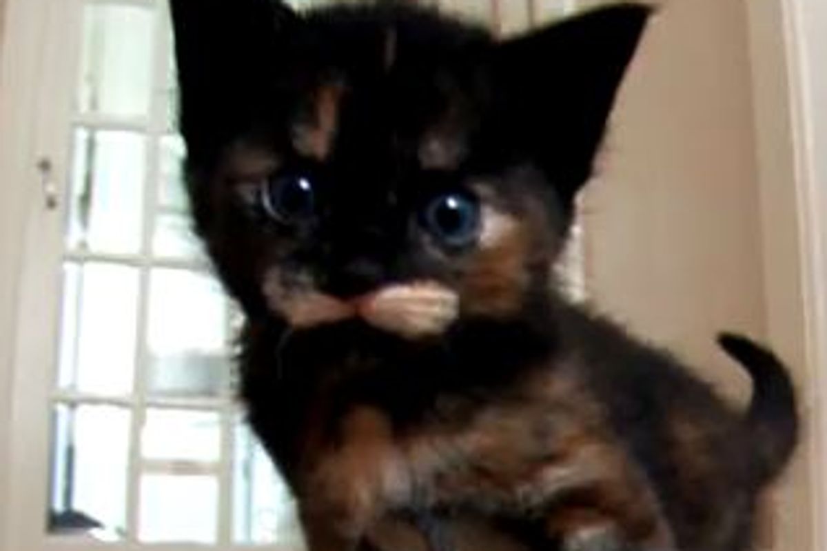 Itty Bitty Playful Fosters