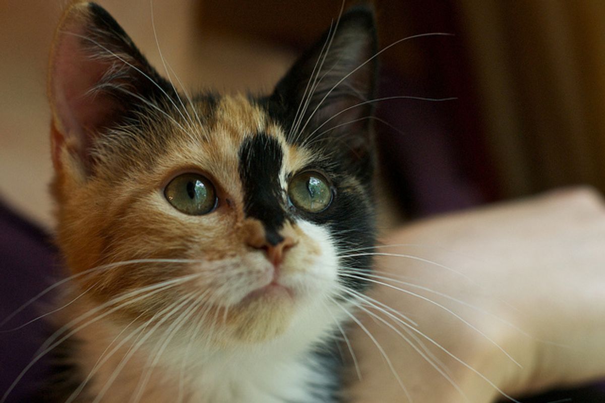 Cassie and Callie, 2 Rescues Found New Home