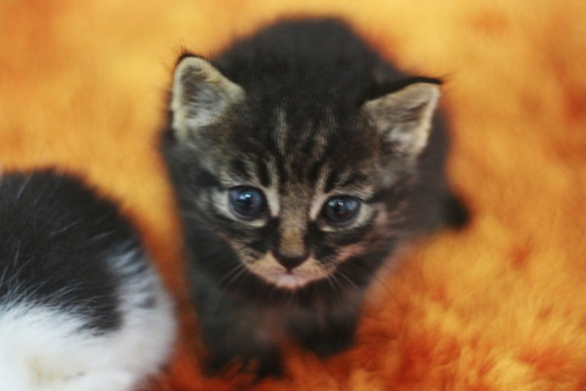 Two Rescues Become Best Friends