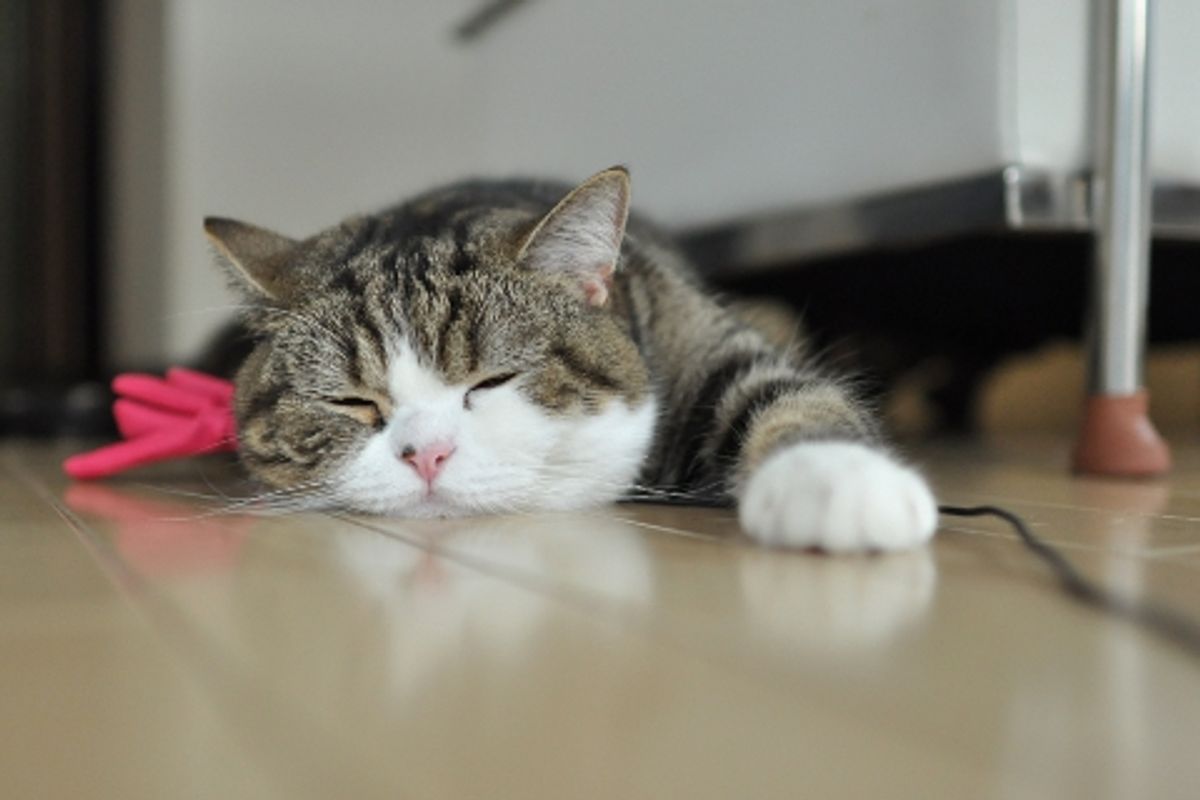 Maru's New Stuff