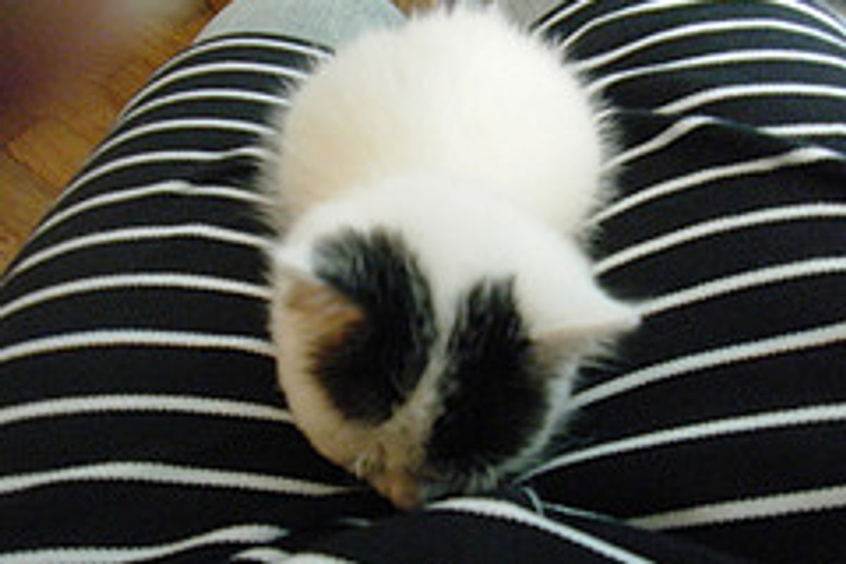 Mimi, the Clingy Little Kitty