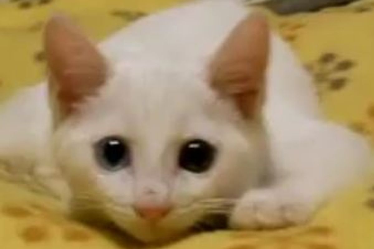 Energetic Little White Foster