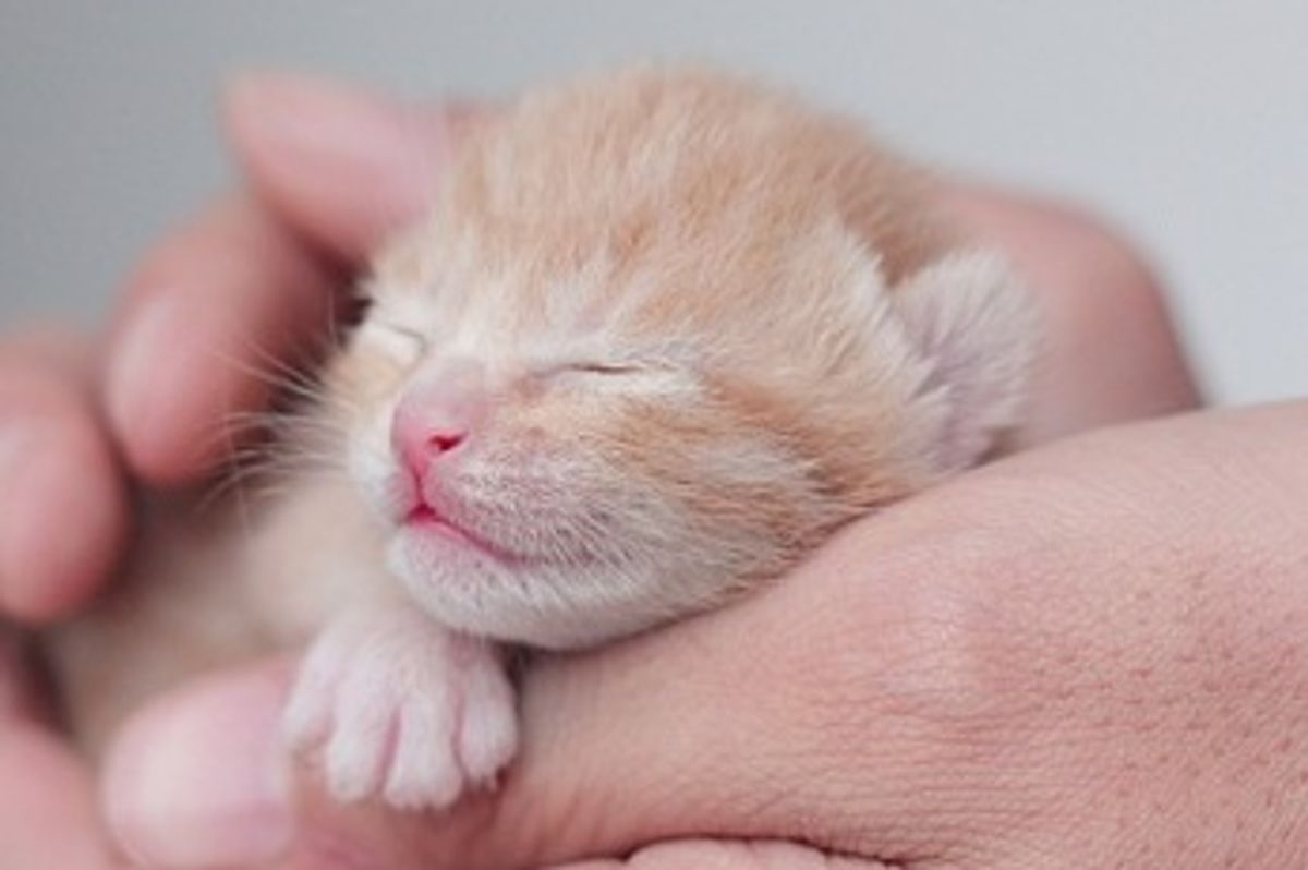 Little Ginger Prince