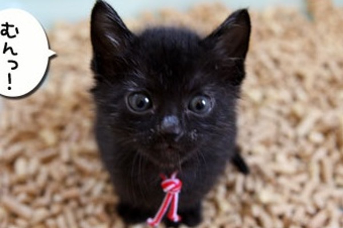 Black Foster Fur Babies