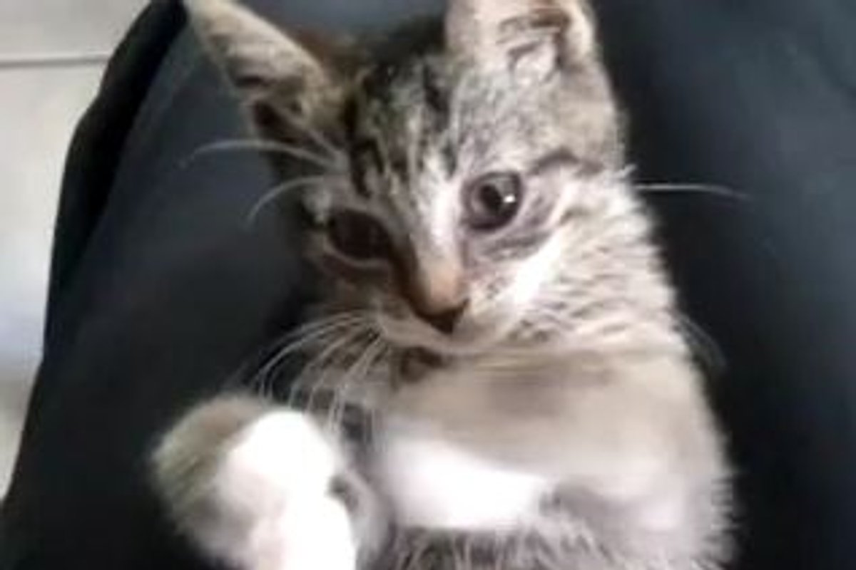 Tabby Nibbles His Toesies