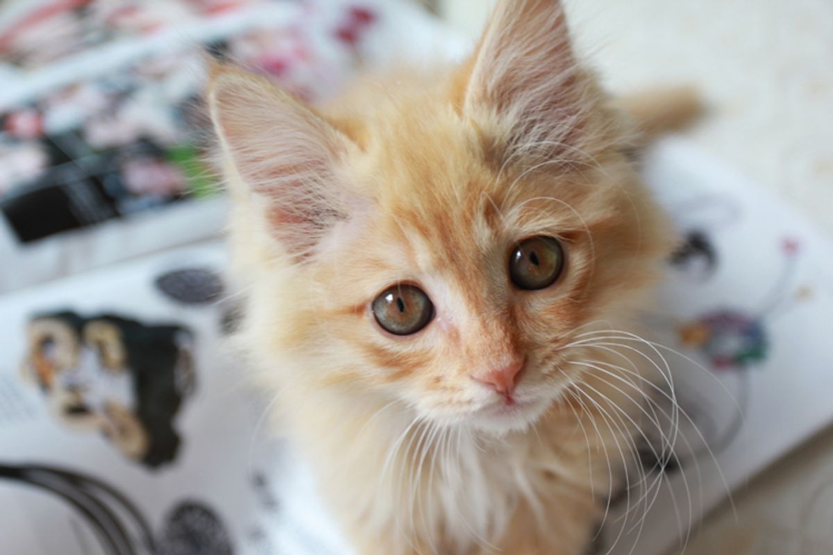 Summer the Little Ginger Rascal