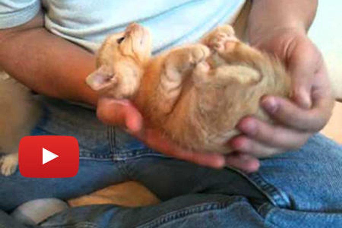 Kitten Is Hypnotized By Ear Scritches