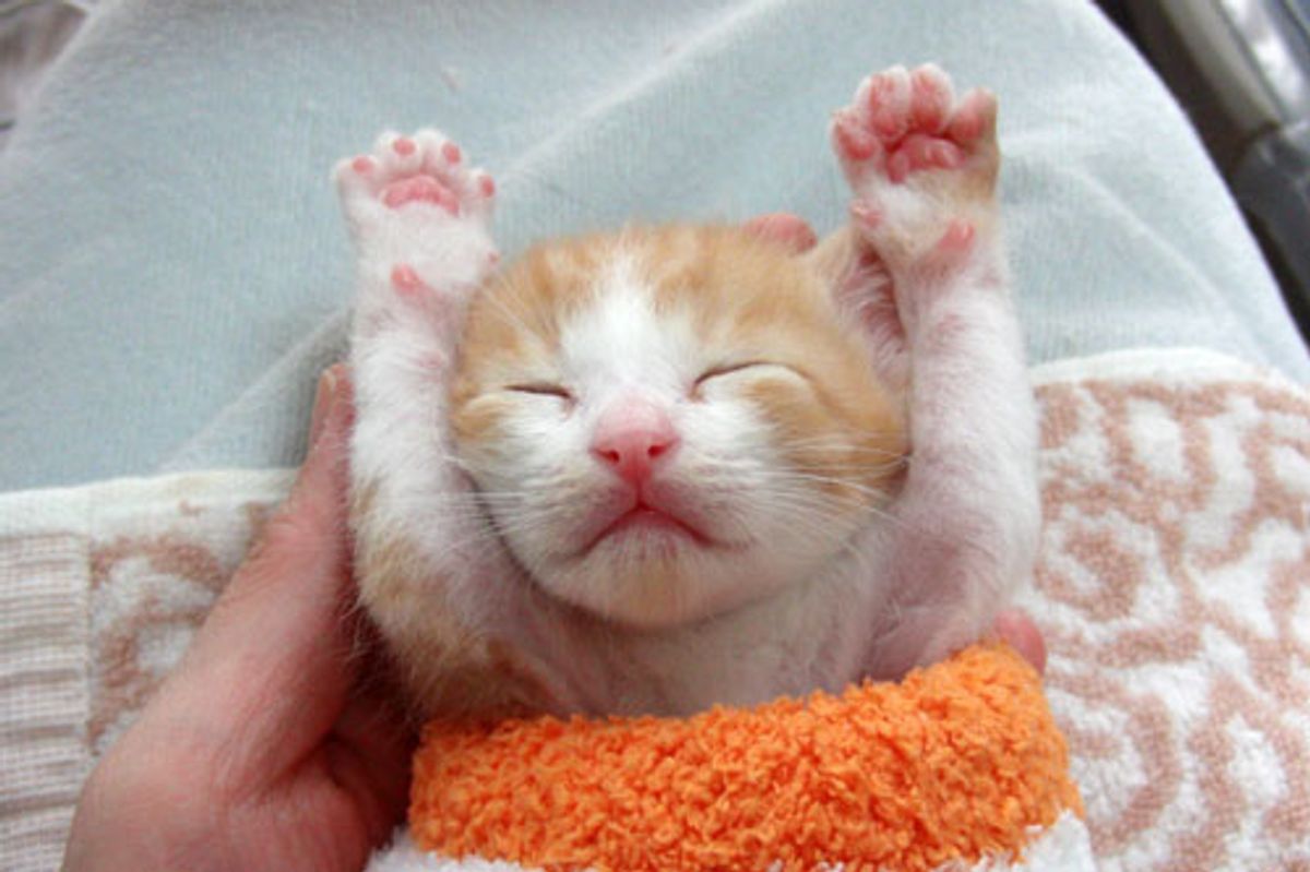 Little Rescued Ginger Minoru