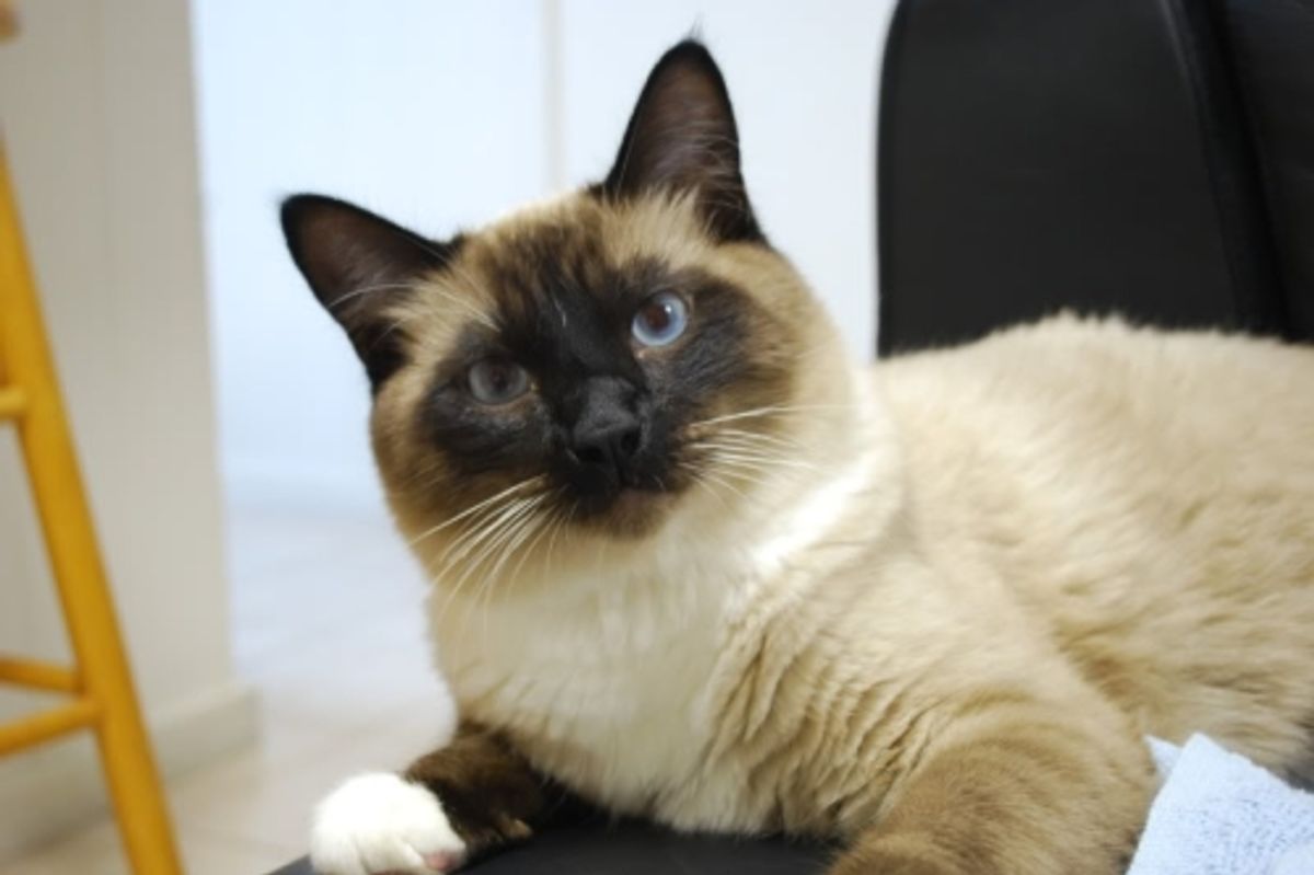 September Cat/Kitten of the Month Results