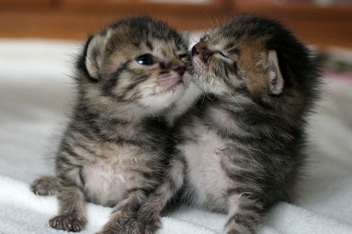 Two Rescued Tabby Kittens