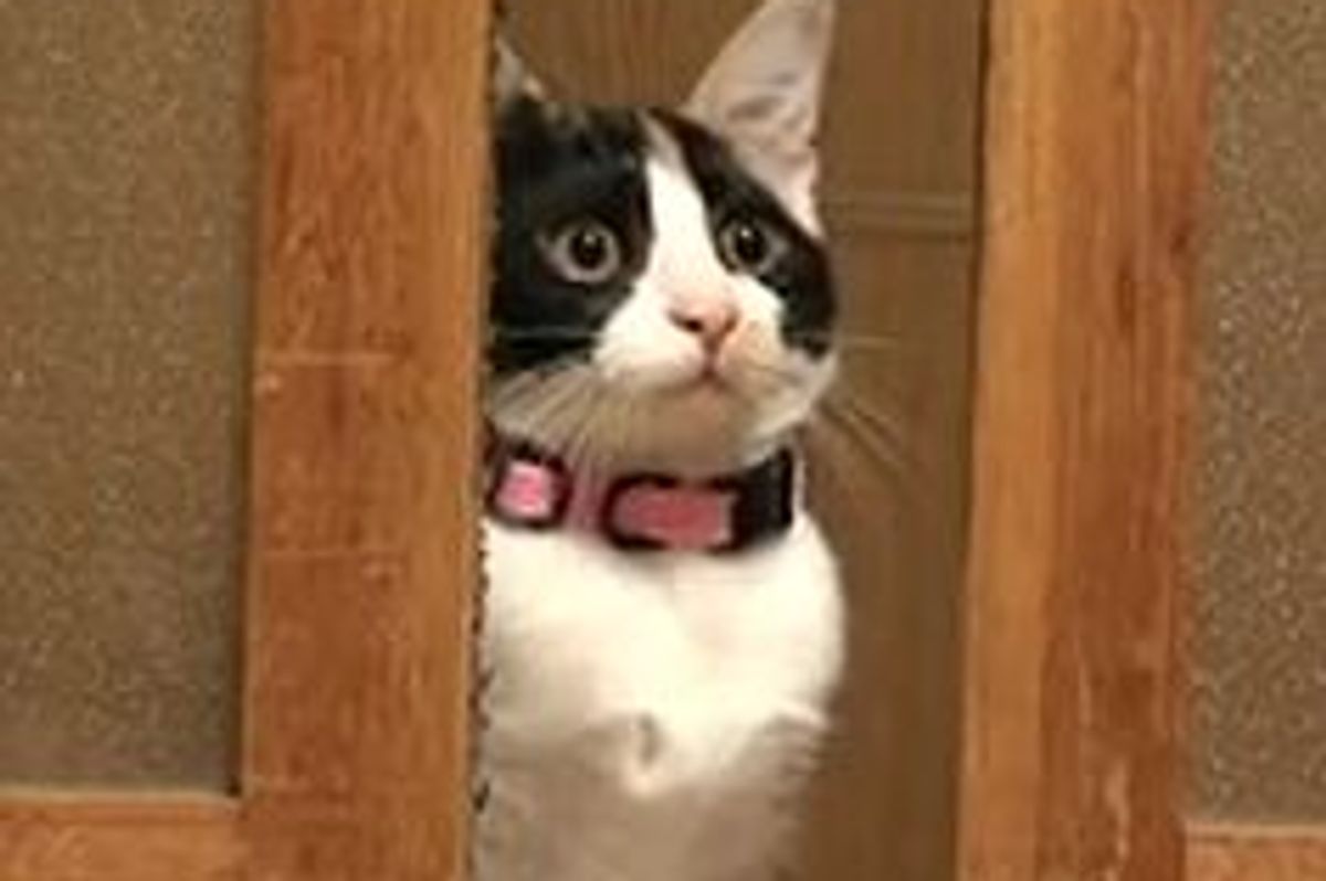 Hana, the Curious Calico Kitten