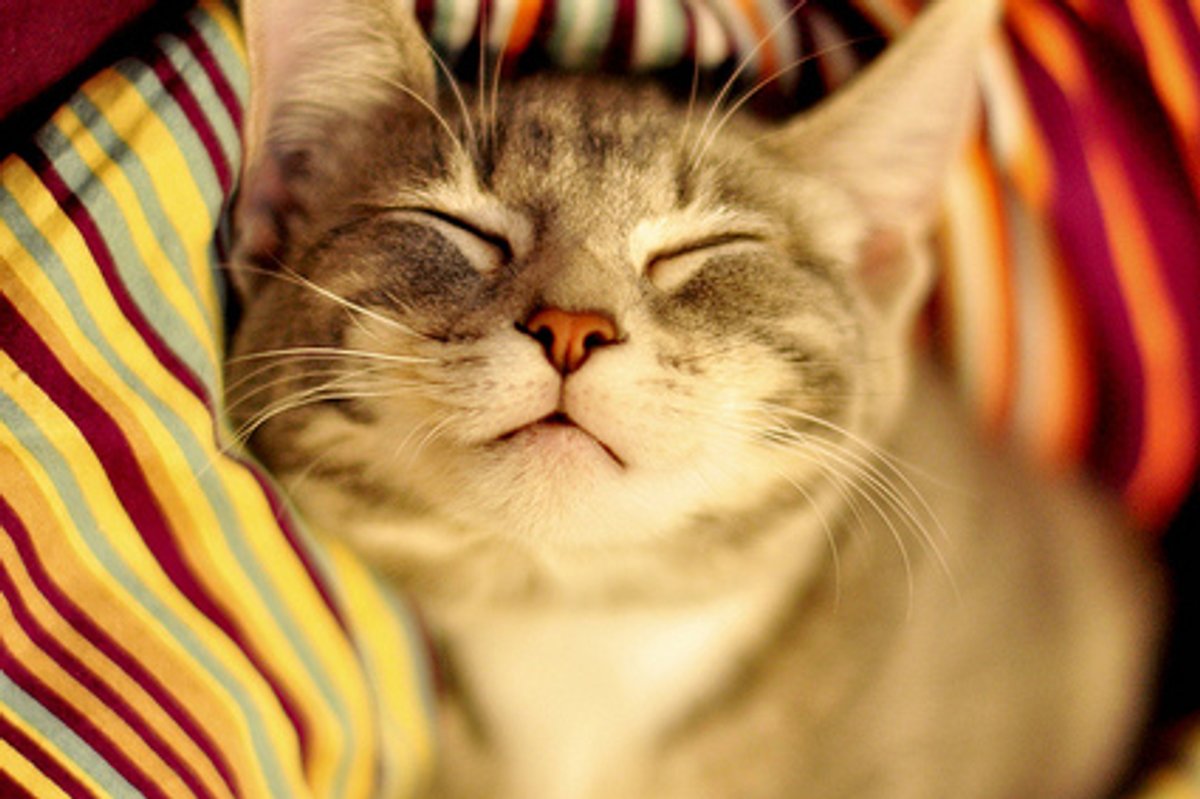 Peaceful Sleeper