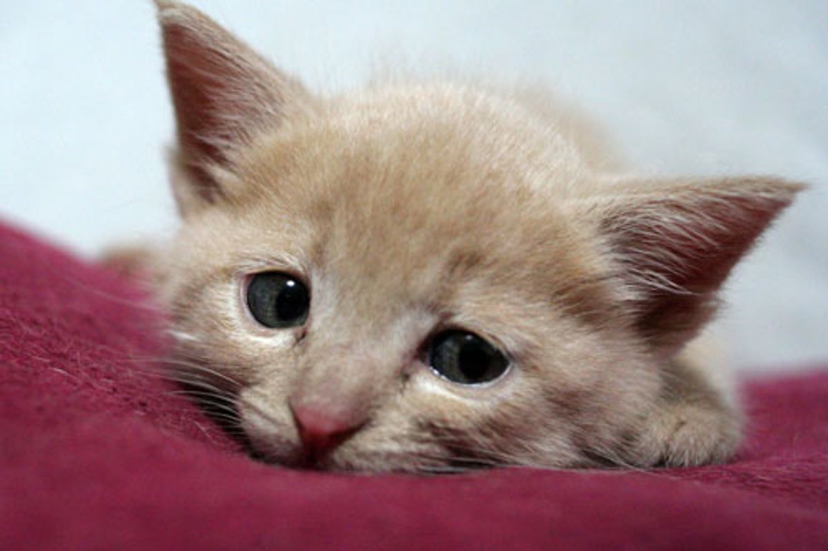 Yu the Creamy Rescued Kitty