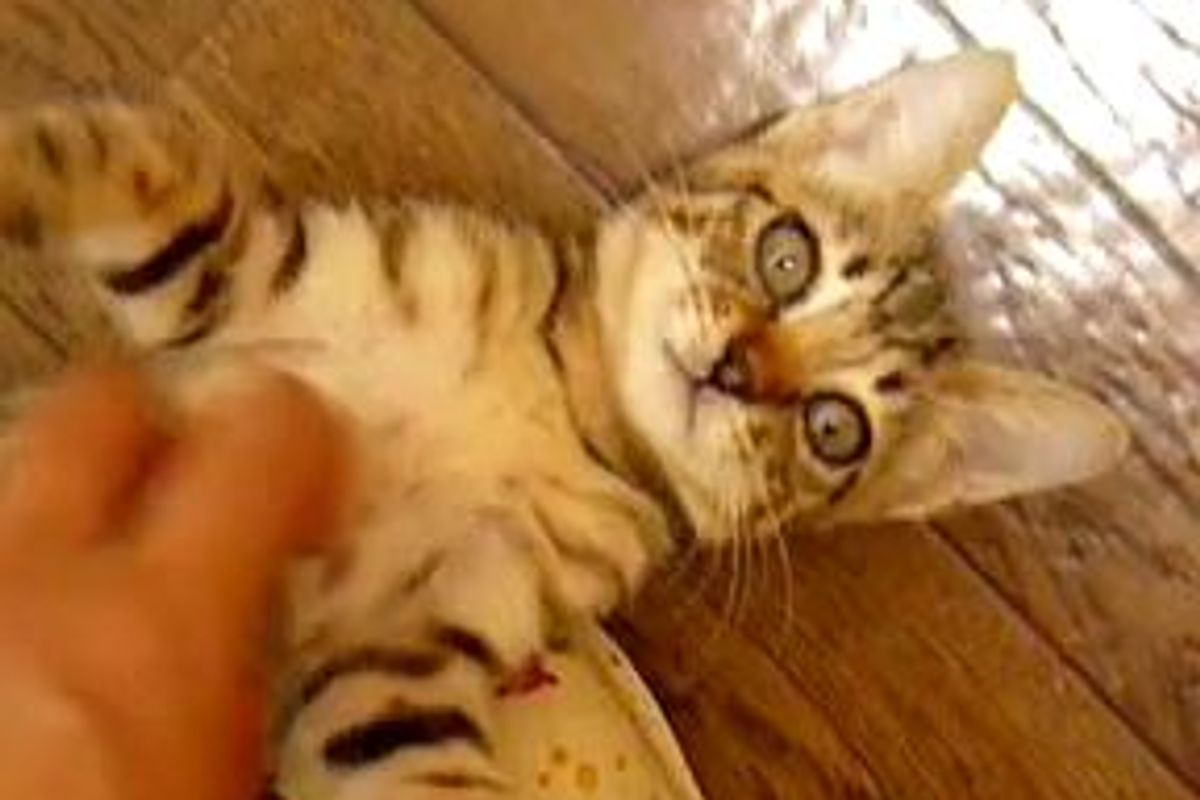 Kitten Demands Mom's Attention