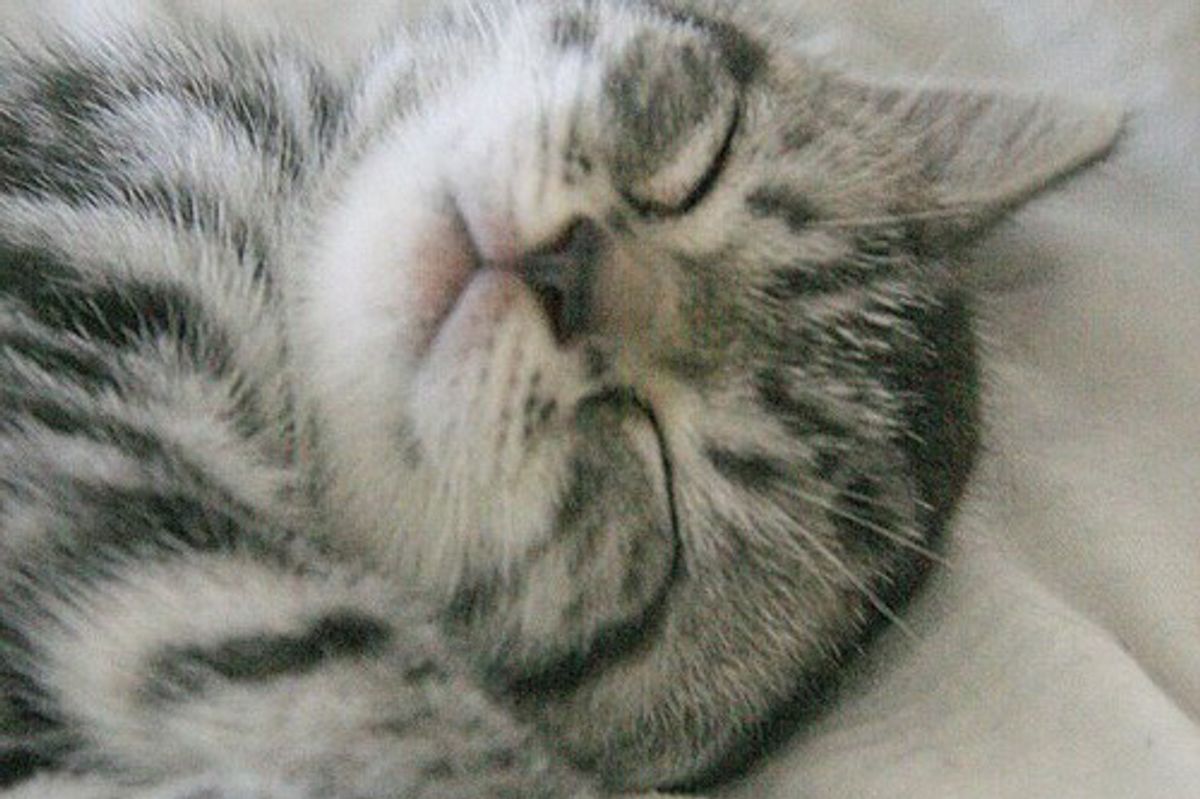 Qiqi the Kitty Runs the House