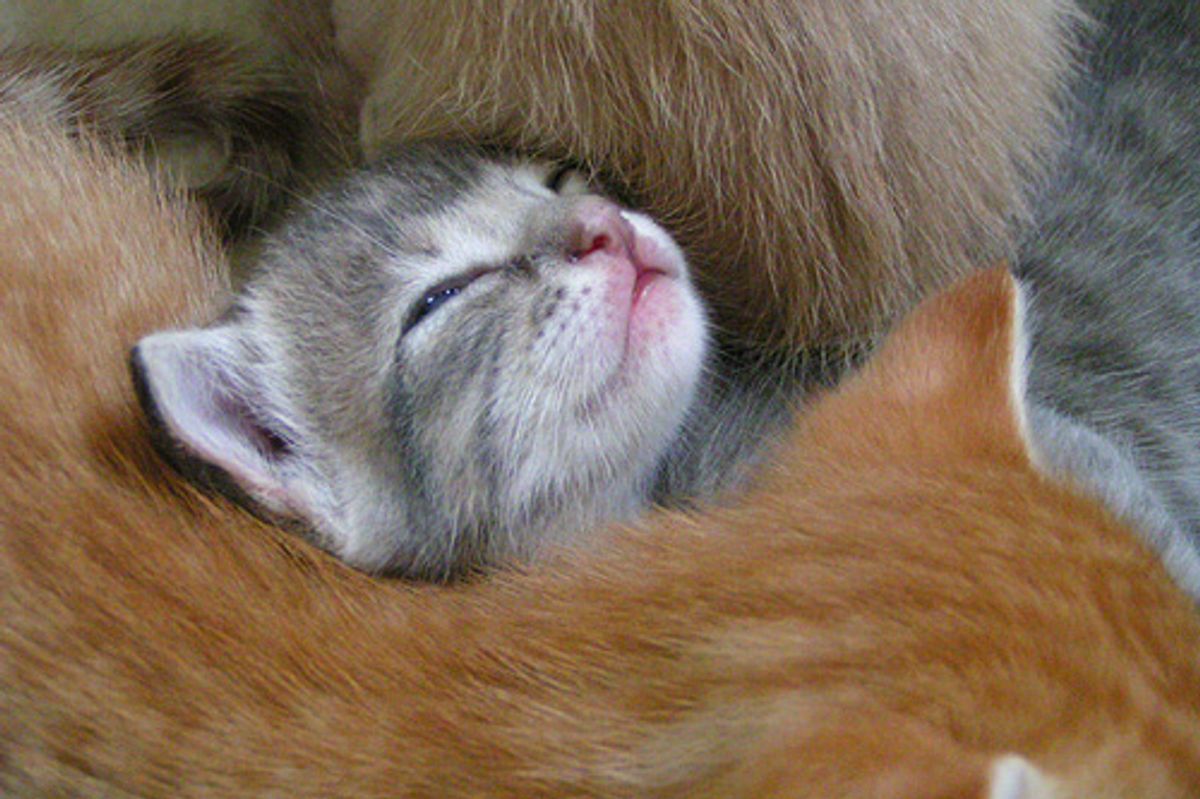 Three Little Rescued Furballs