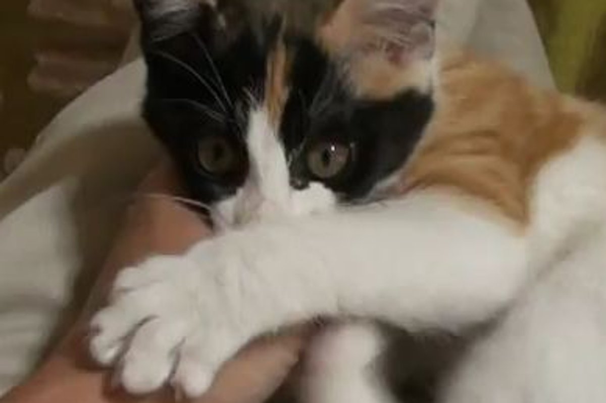Kitten Love Attack