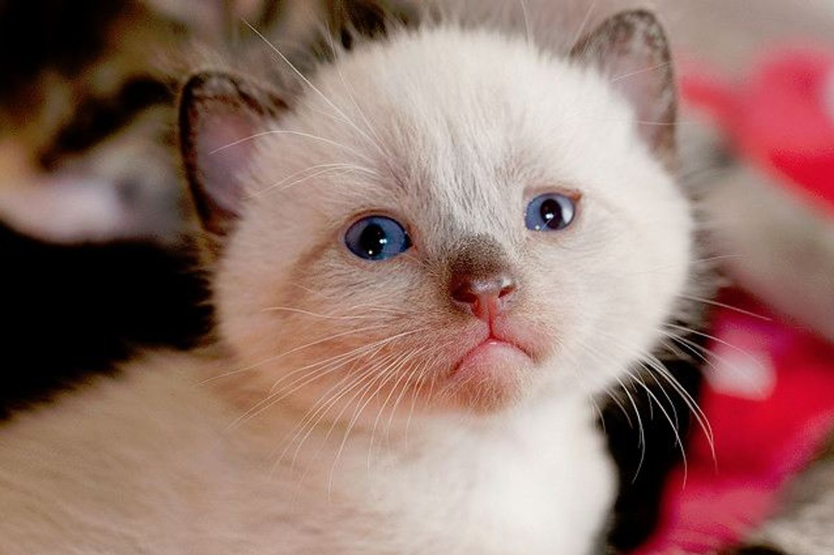 Harvey the Little Charmer