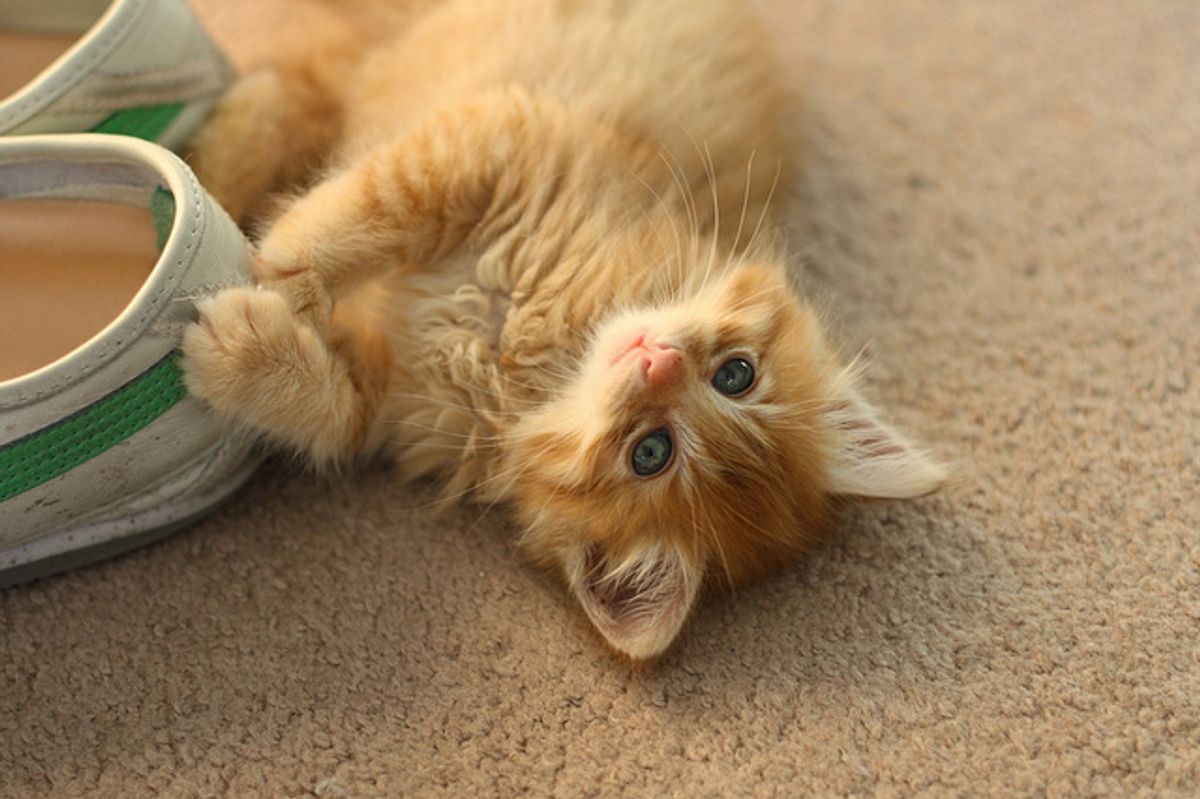 Franklin and Butter, Little Fluffy Fosters