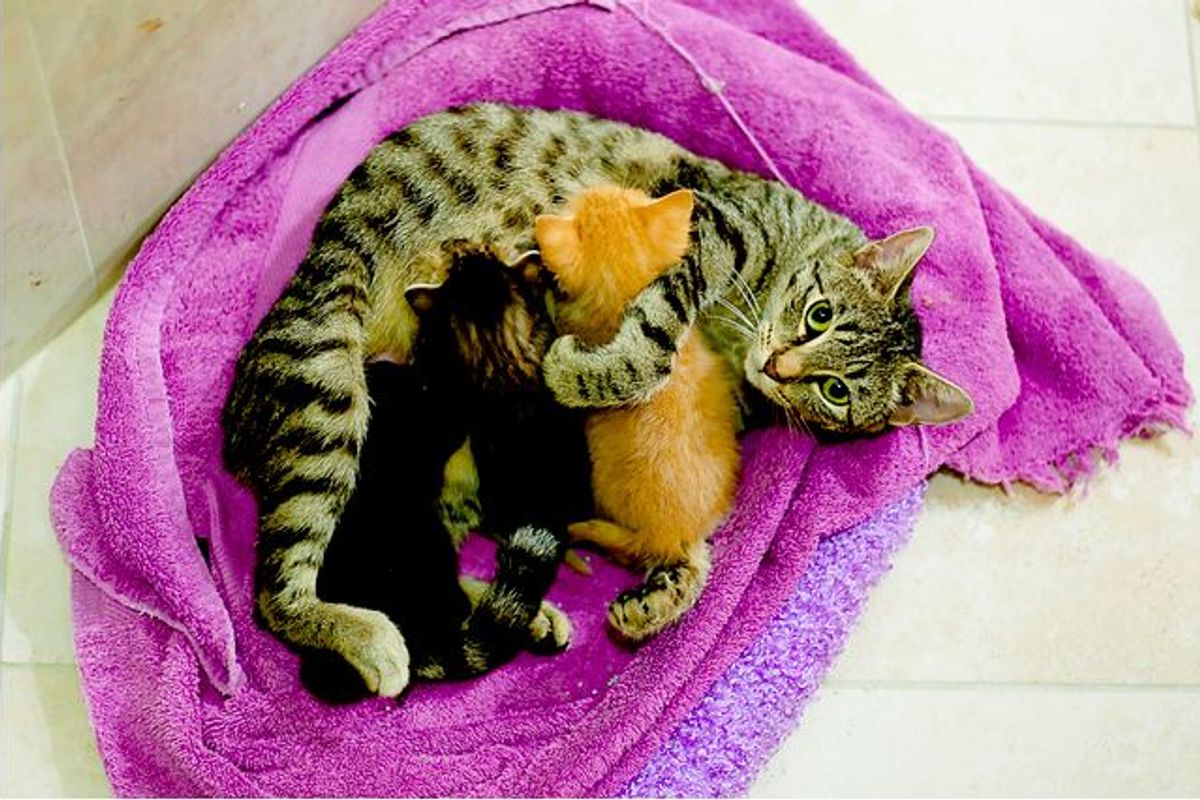 Cat Mama Adopts Orphaned Ginger Baby