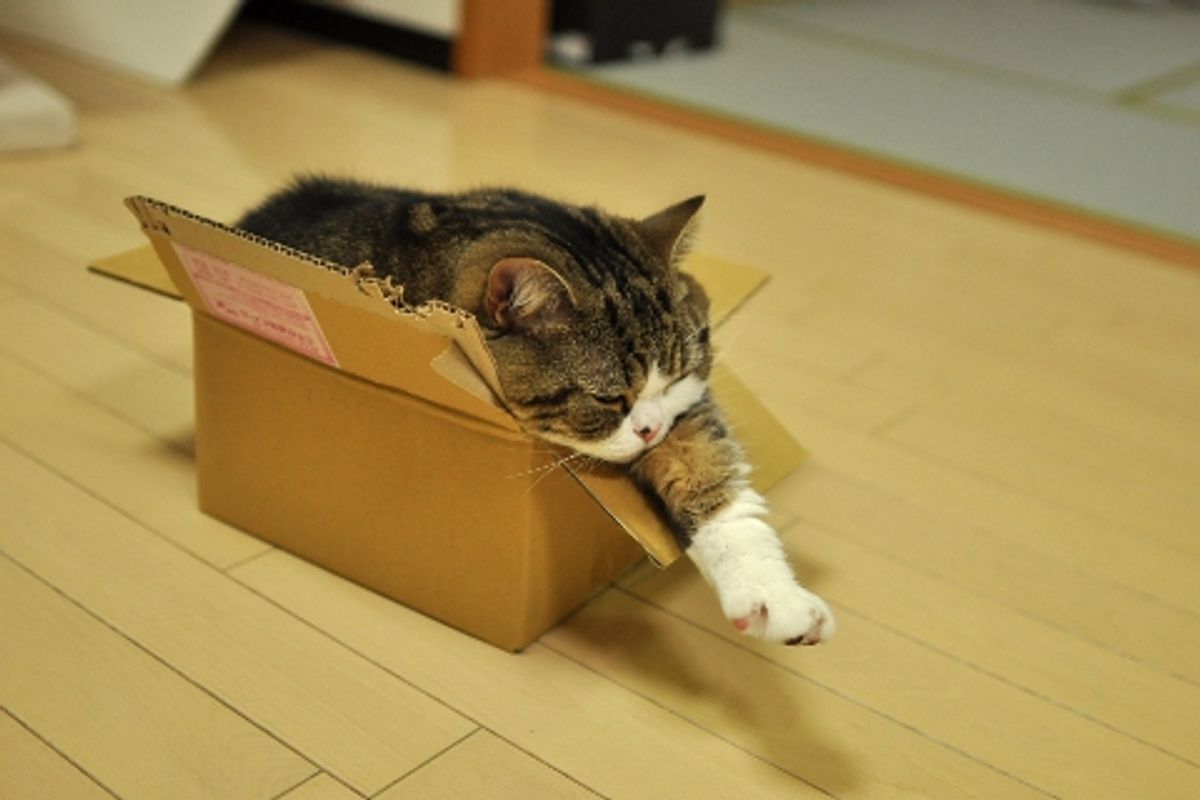 No Box is Too Small for Maru