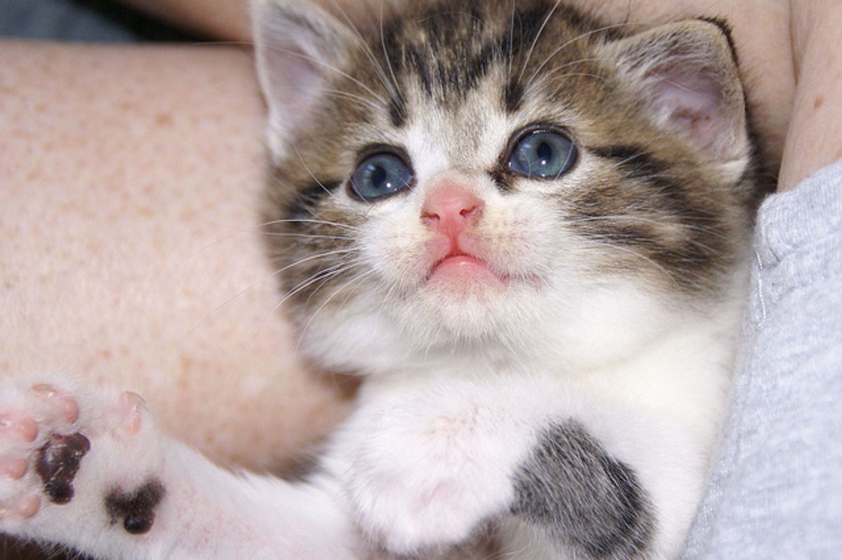 Starsky and Hutch, 2 Little Survivors