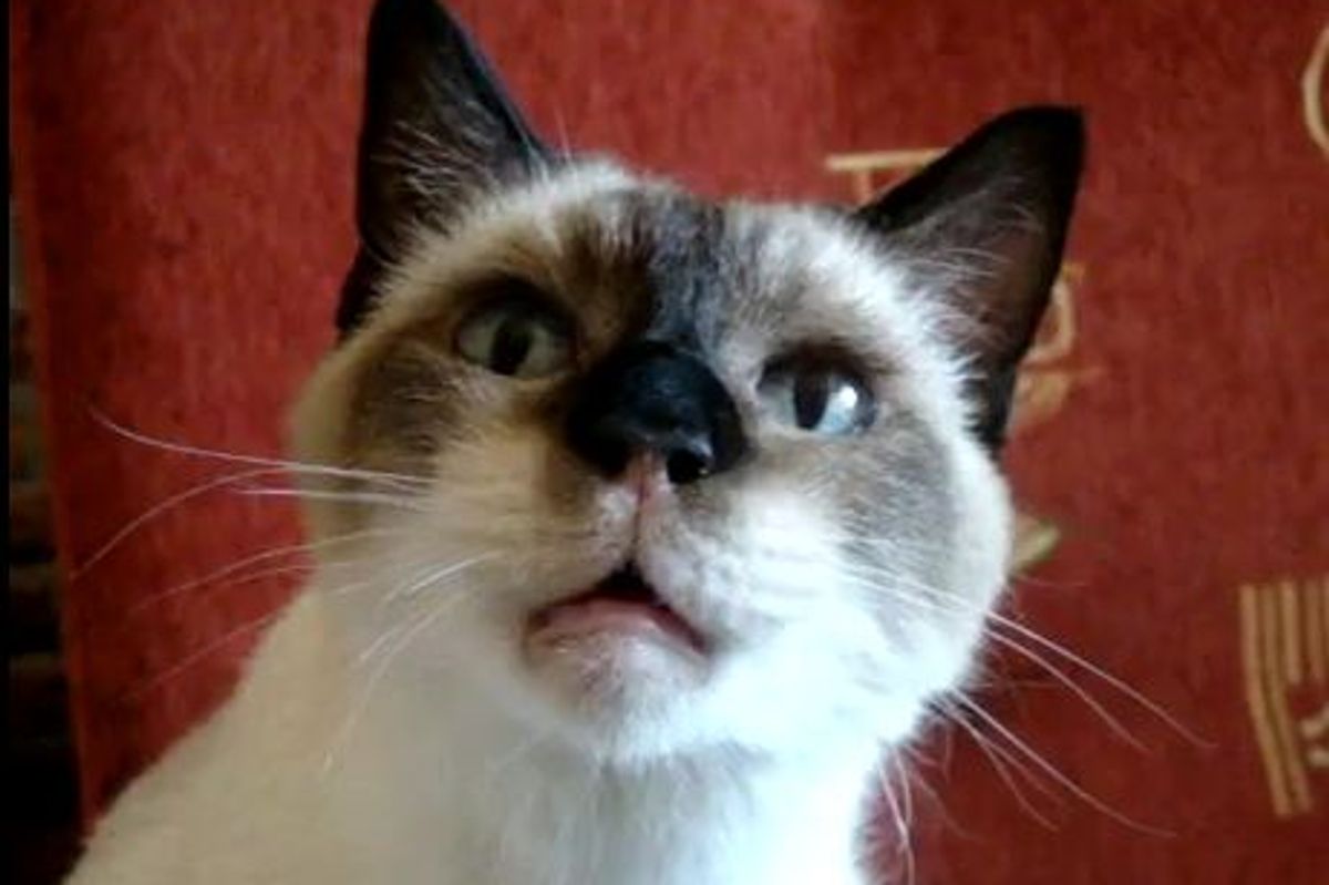 Kitty Purrs, Winks and Meows