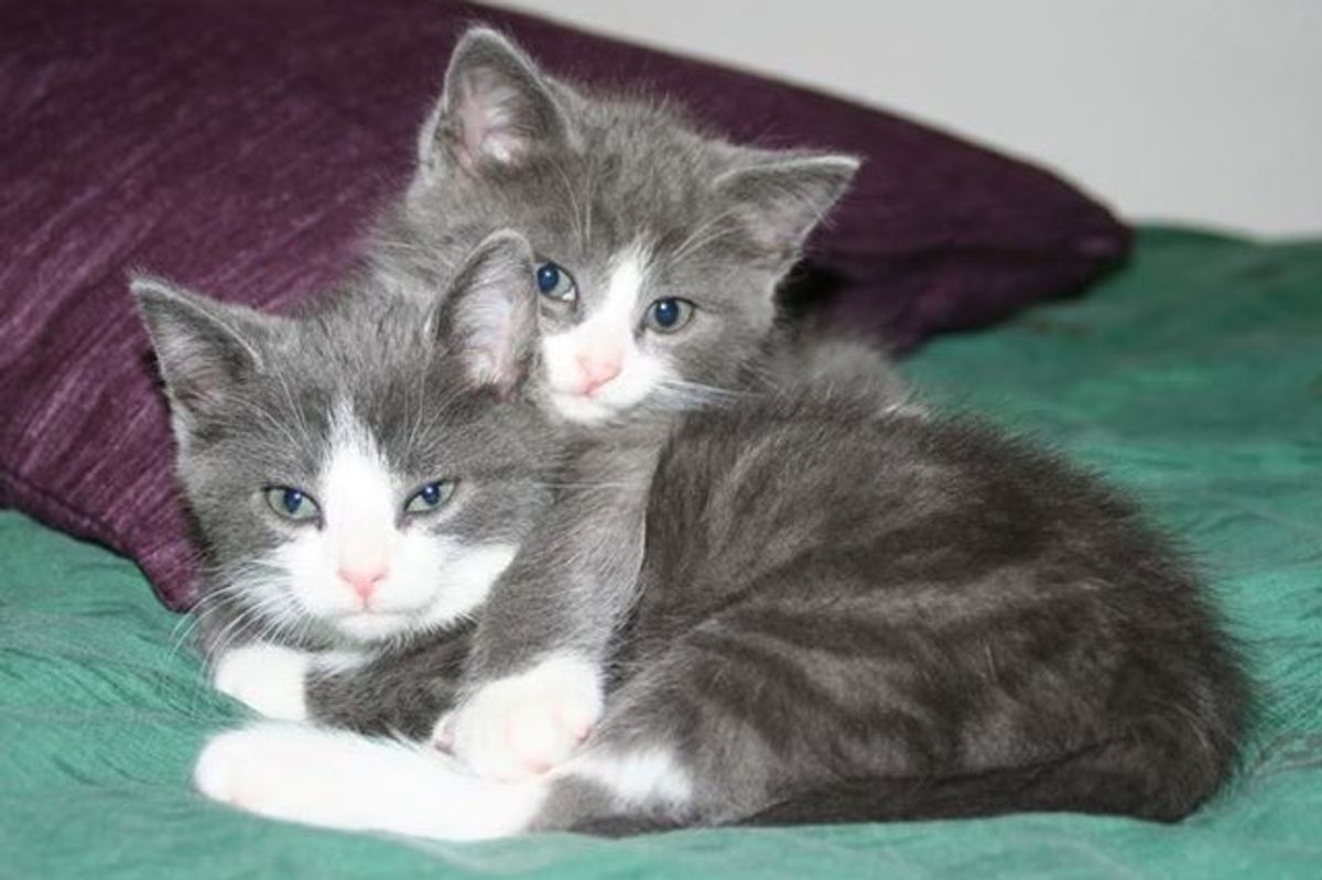 Rescue Story of Ada and Linus