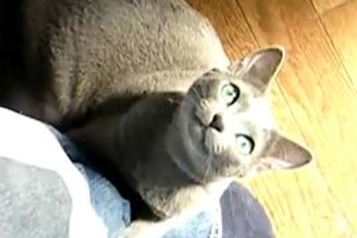 Cat Wrestles with Dad's Foot