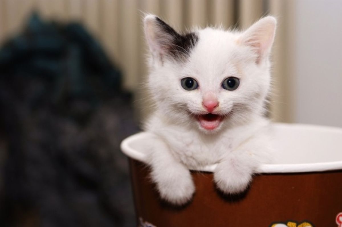 Kitten Plays Hide and Seek