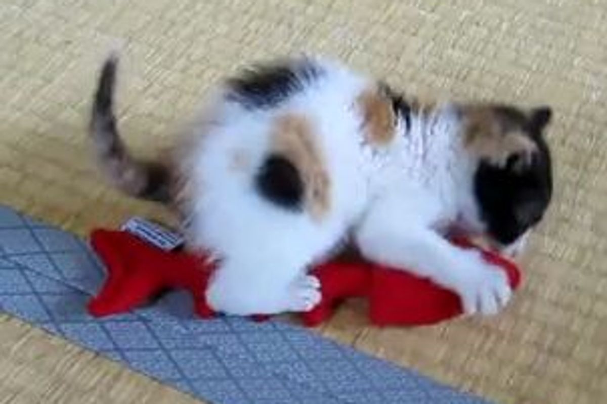 Kitten Hunts Her Fishy