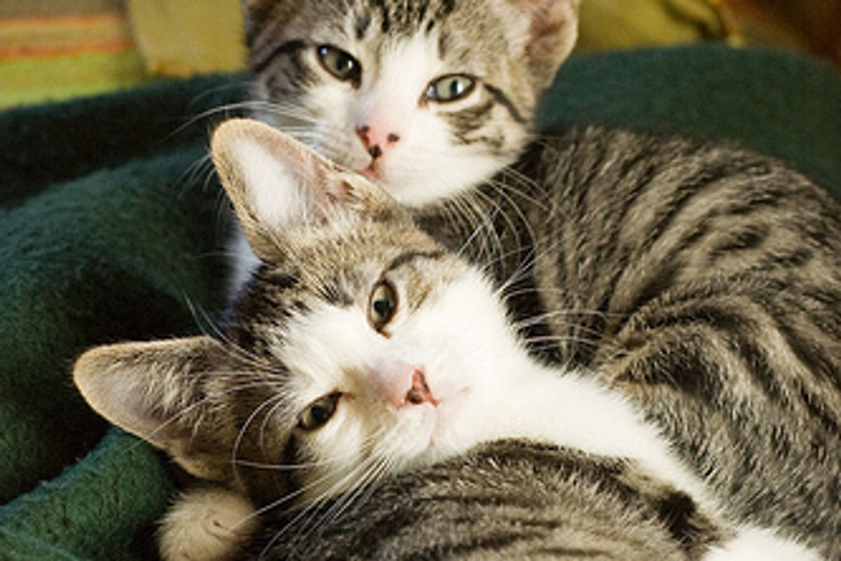 Jack and Lily, Two Little Rascals